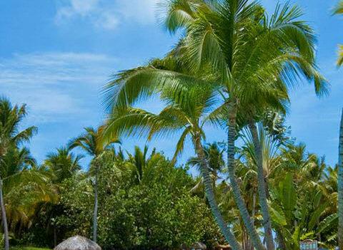 Catalonia Bavaro Resort Pool 2