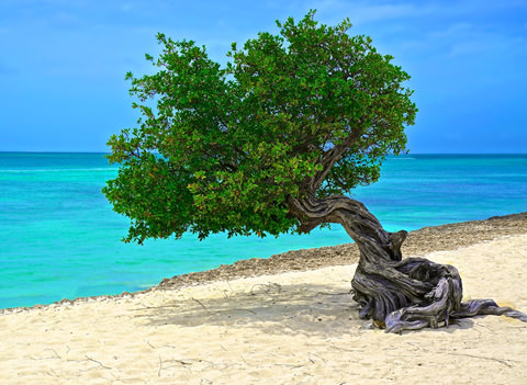 Aruba All Inclusive Resorts
